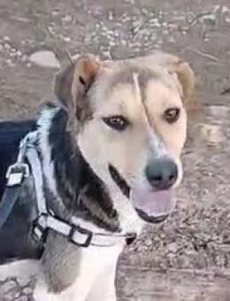 Tara Joy - 15 kg Lebensfreude pur! - Mettmann