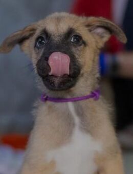 zauberhafter Flipper sucht sein Zuhause - Kallmünz