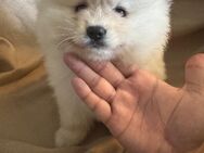 Pomsky F8 Kurz Maul sehr Süss - Raunheim