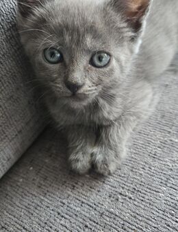 Main coon mix - Waldbrunn (Bayern)