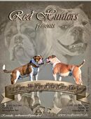 Old English Bulldog Hündin in 19412