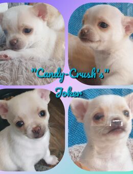 Chihuahua kurzhaar Rüde mit kleinem Unterbiss - Schulzendorf