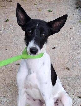 Bolo sein Traum ist ein eigenes Zuhause - Laatzen