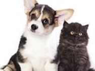 Suche verantwortungsbewussten Hundebetreuer - Nettetal Zentrum