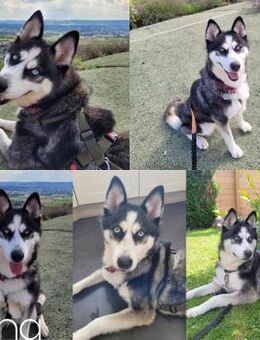 Husky-Mix Hündin Lena sucht ihr Zuhause - Margetshöchheim