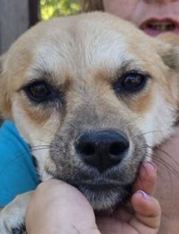 CORA-elegante, hübsche Hündin, 45 cm - Rösrath