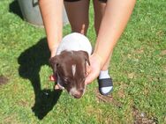 Jack Russel Mix Welpen - Geisa