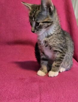 Baby Katzen abzugeben - Quedlinburg Gernrode