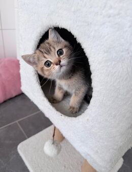 Zuckersüße BKH Kitten Golden Shaded - Abgabebereit - Rheine