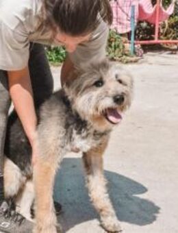 Liebenswerter Strubbel sucht ein einfühl - München