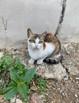 Marci aus dem Tierschutz - Grevenbroich