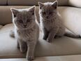 Britisch kurzhaar Kitten Abgabe bereit in 40549