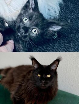 Maine Coons von der Ankumer Höhe ankumercoonies - Bippen