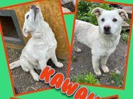 Toller Kawaii wartet aufs Glück! - Nürnberg