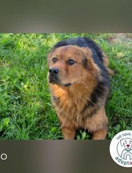 Milo Harte Schale, weicher Kern - Kirchzell