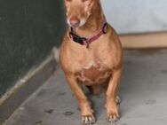 Kleine ruhige Roxie sucht ihr Glück - Berlin