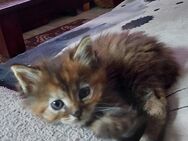 Maine Coon Mix Kitten - Wischhafen