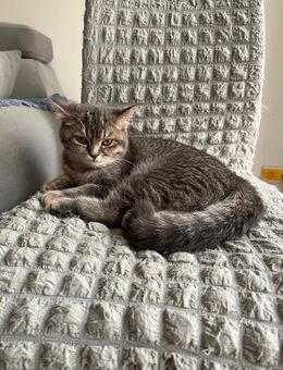 🐾 Wundervolle BKH Britisch Kurzhaar Katze in liebevolle Hände abzugeben! 🐾 - Hannover Döhren-Wülfe
