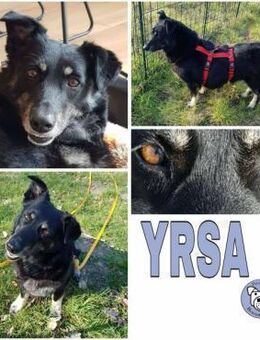 YRSA -entspannte, treue Hundeseele- - Duisburg