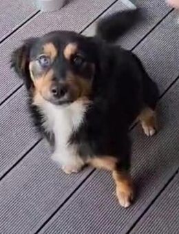 Zara - kleine zutrauliche Hündin - Hausen (Würzburg)