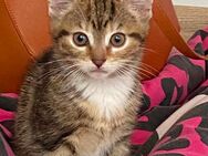 Baby Katze - Hildesheim