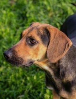 MILENA - freundlich und dankbar - Overath