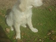 Welpen - aus Golden Retriever und Labrador - Warendorf