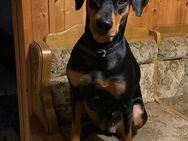 Deutscher Pinscher Deckrüde gesucht - Marlow