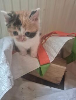 Bkh Mädchen abzugeben - Ganderkesee