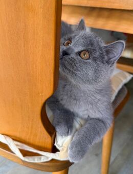 BKH Kater Abgabebereit - Düren
