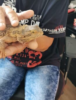 Bartagamen Mädchen 3 Jahre sucht dringend eine neues Zuhause - Verl