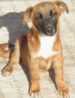 BM 15 - Der Herzliche Hundejunge - Elsdorf (Nordrhein-Westfalen)