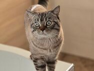 BKH Deckkater (KEIN Verkauf!) - Hohenwestedt
