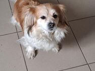 CHERY - WOLLTE MIT - Nörten-Hardenberg