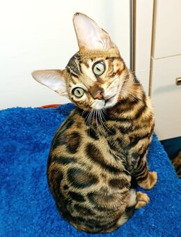Bengal Kitten, Kater. - Bad Schönborn