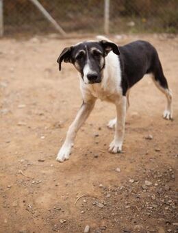 💕Sanya wartet auf ihre eigene Familie💕 - Freilassing