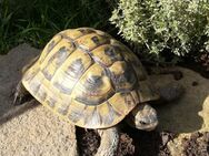 Griechische Landschildkröte THB Männchen *2005 - Gevelsberg