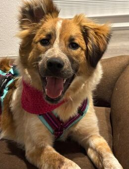 Xira❣️ Armes Seelchen sucht das Glück - Spenge