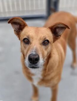 LUFFY 🧡 sucht gemütliches Plätzchen - Fahrenzhausen