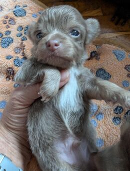 Reinrassige Chihuahua - Sundhagen