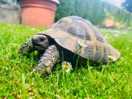 Griechische Landschildkröte Testudo Hermanni - Dortmund