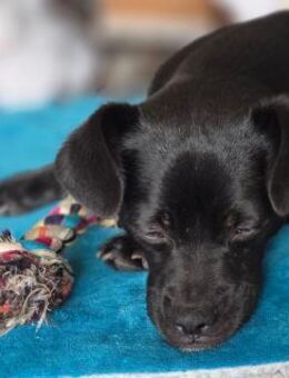 Móricz Lebensfreude auf vier Pfoten su - Kassel