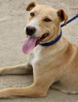 Lua, sportlich, gelehrig, aufgeschlossen - Westerholt