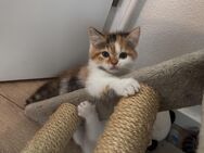 Perser Mix Kitten - Pfaffenhofen (Ilm)