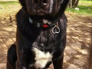 Verspielter Arko sucht aktive Familie - Riesa