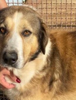 Baldo im städtischen Canile - Bad Vilbel