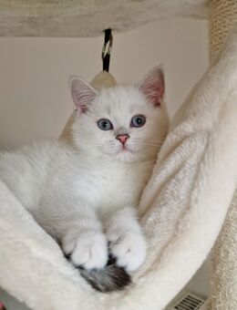 BKH kitten mit schönen blauen Augen - Detmold