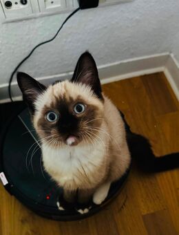Drei liebevolle Ragdoll-Mix Kätzchen bereit für ein neues Zuhause - Kiel
