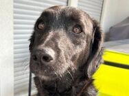 Sweet Coco wartet in Münster auf dich! - Hamburg