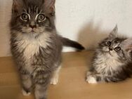 Maine Coon Kitten - Hahn